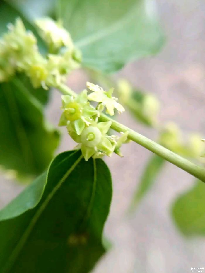 【图】夏天到了,枣花开了,六月的枣花香飘飘._河南论坛_汽车之家论坛