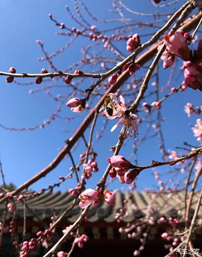 春暖花开,北海公园赏山桃花