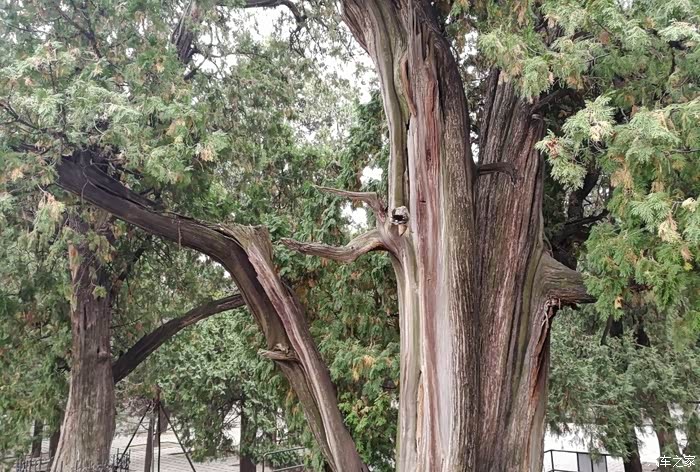 瓶子树适合生长在哪里 500_ChwFlF-3Y0SANBlPAAWbFbJVvqw174.jpg