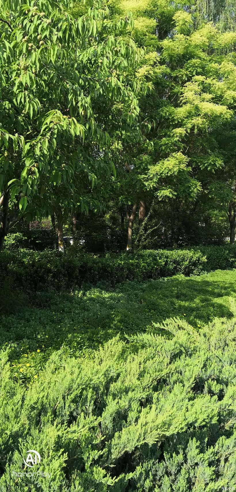 炎炎夏日，绿荫下的小7格外耀眼