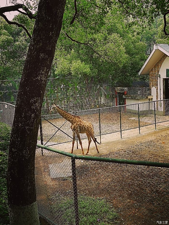 【精华达人大评比】周末温州景山动物园一日游