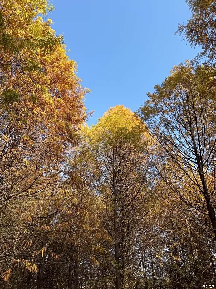 ，让我能尽情享受这美好的周末时光，感受大自然在秋冬季节独特的馈赠。
