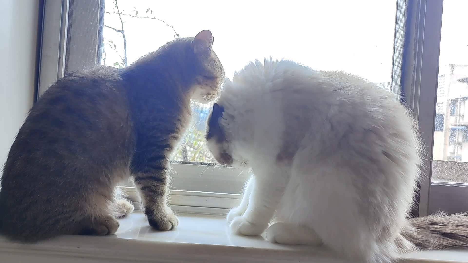 两只小家伙亲热得很