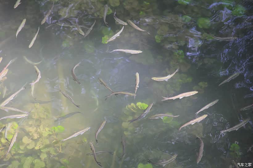 梦回浅河，小鱼游弋与消逝的寓意探索