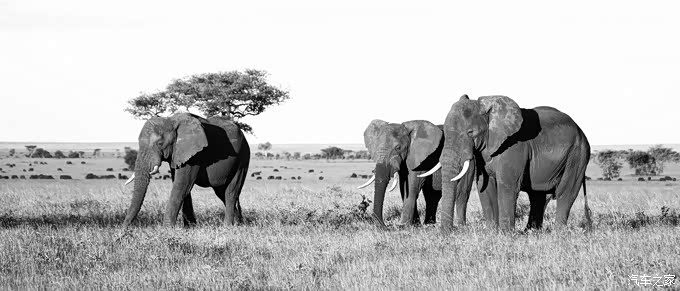 魅力坦桑，伟大的塞伦盖蒂