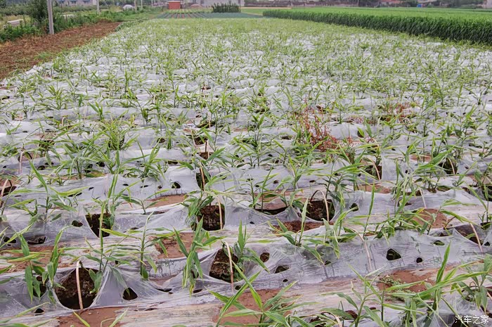 【图】驱车辉渠看梯田!