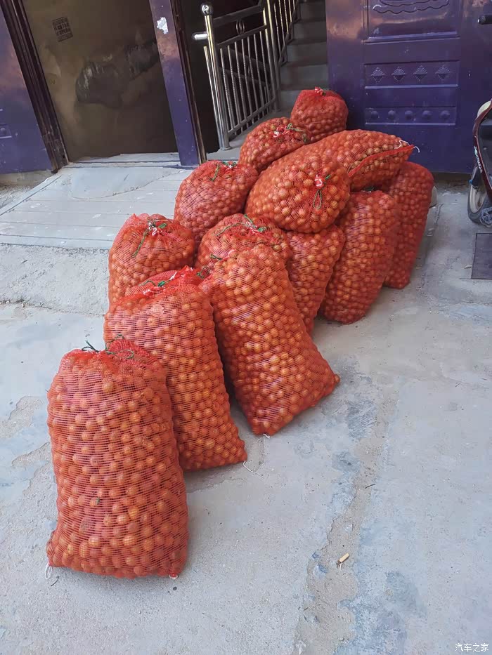 【图】今年破三又陪我拉了半吨野生猕猴桃做酒