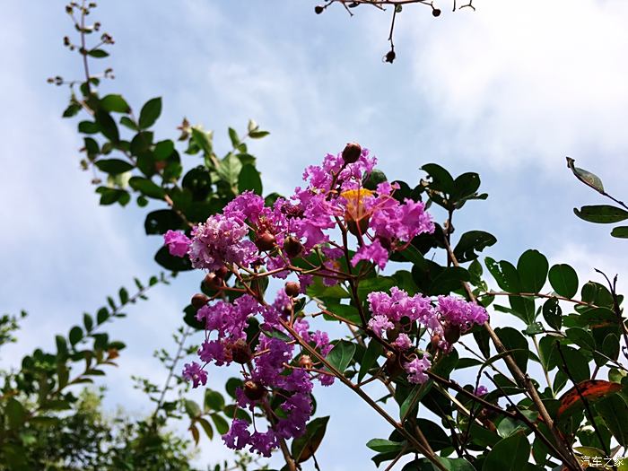 瑞虎5x与紫薇花一样都是那样美丽,你的精神更值得赞叹!