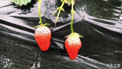 【超级女司机】四月带你垂涎春色&草莓节【附