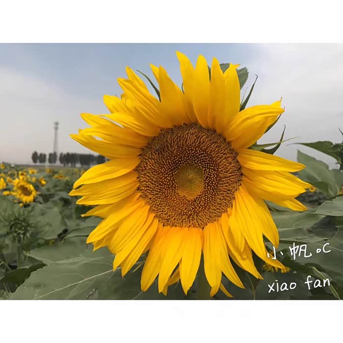 时光已逝永不回,往事只能回味,哈弗伴我生活点