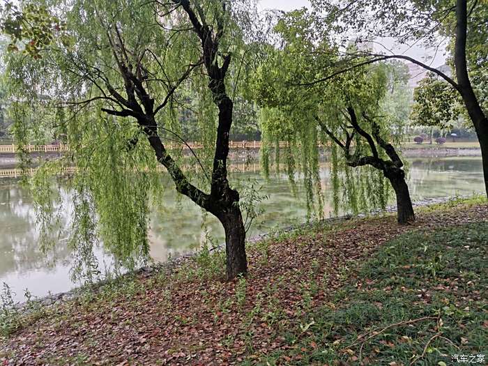 雨中漫步公园,发现不一样独特风景