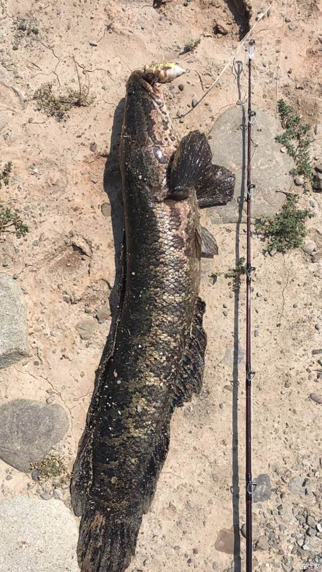 【图】求北大荒路亚黑鱼攻略_钓鱼论坛_汽车之家论坛