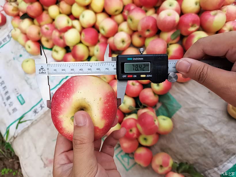 ↑测量一下大小。这个品种的苹果特点是个头不算太大,口味酸甜,口感脆