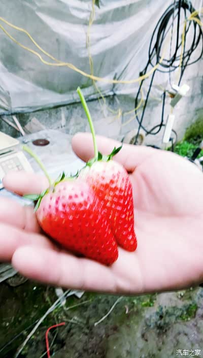 【超级女司机】四月带你垂涎春色&草莓节【附