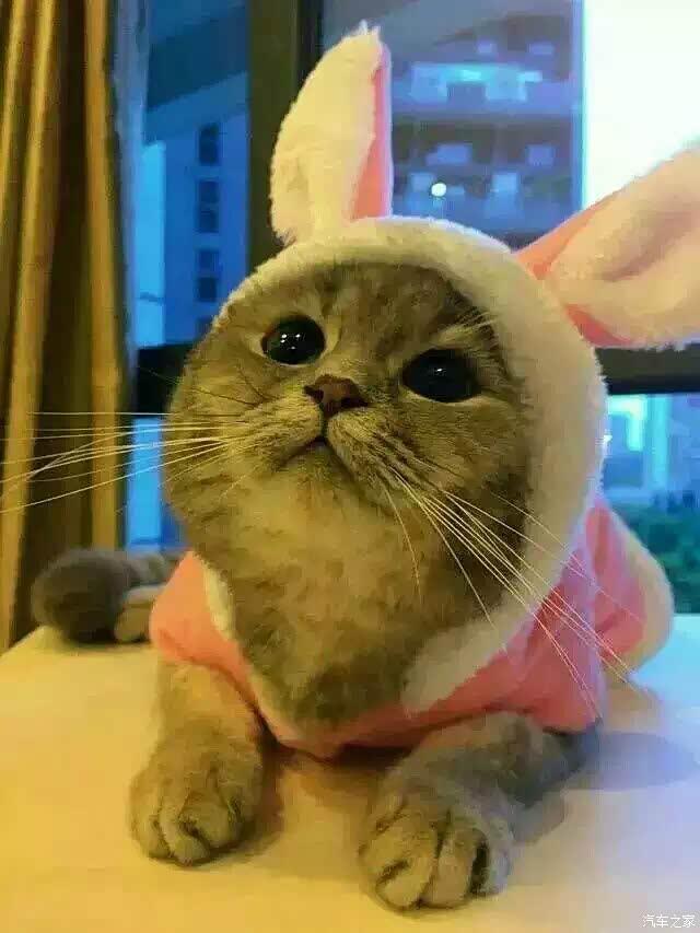 【图】小二。待你如初恋。_哈弗H2论坛_汽车