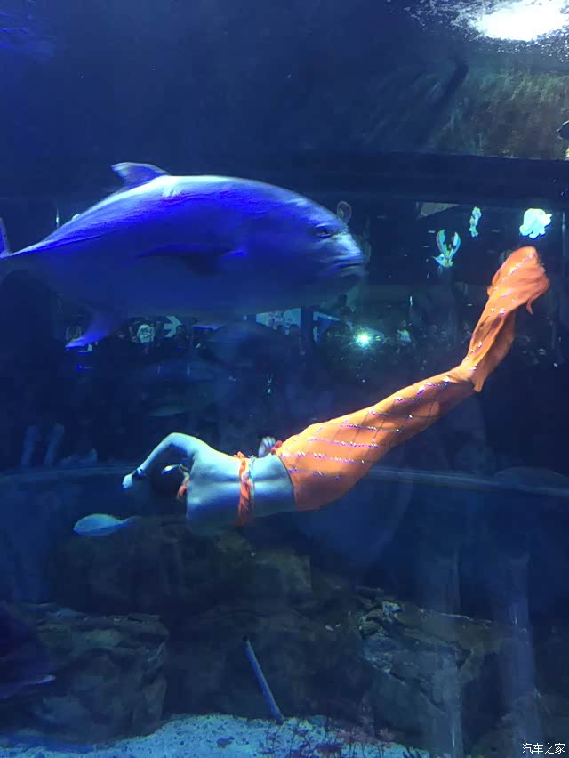 【图】下雨天还是海洋公园好玩