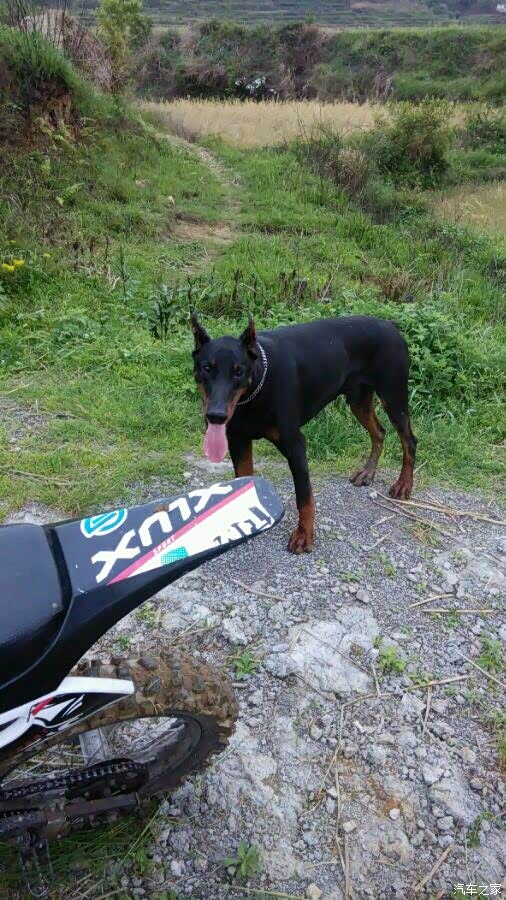 【图】一个养狗的人谈谈骑行中对付恶狗的办法