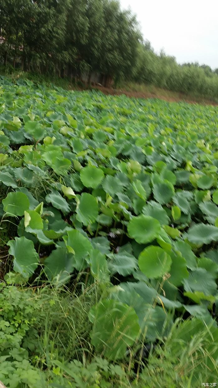 醉美曹县魏湾万亩荷塘盛夏等你来约