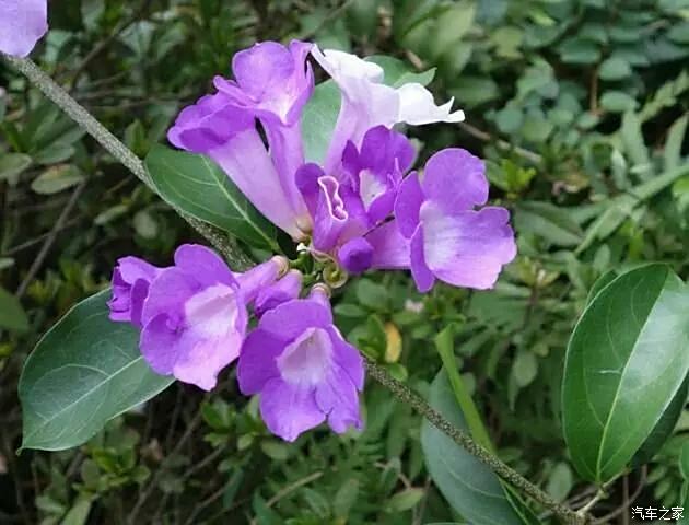 蒜香藤花,相思花,美如娇子