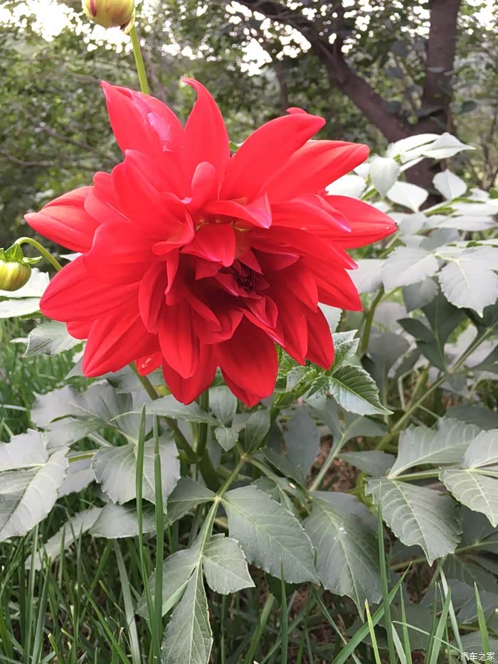 【图】求福克斯北京车友会的群