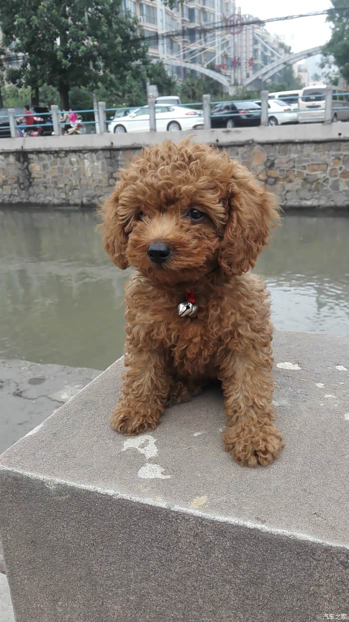 【图】怎样训练小泰迪_宠物论坛_汽车之家论