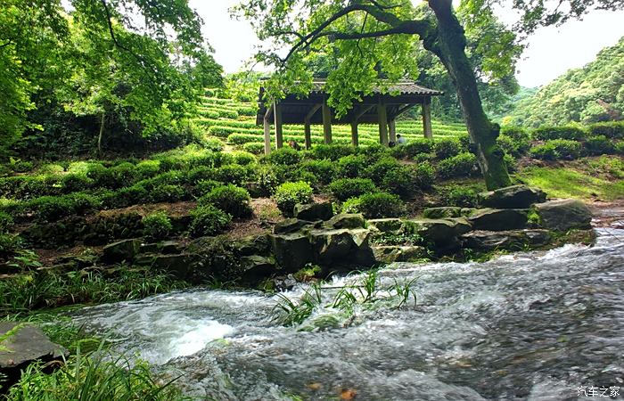 夏日出行,独爱杭州的那片绿-西湖龙井村