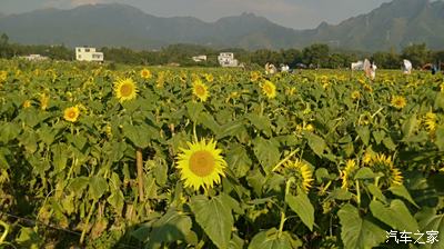 广西武宣东乡镇下莲塘村葵花节一曰游