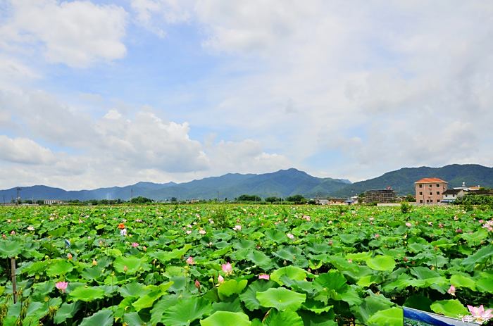 蕉岭三圳九岭十里荷塘