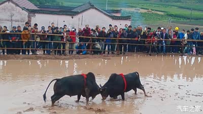 DX7自尊动力小试--民俗风情之旅 《金华斗牛》