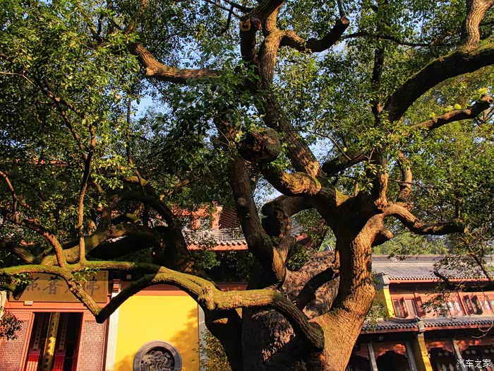 谒千年古刹,听灵隐钟声