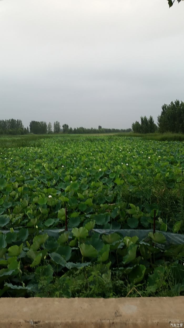 曹县万亩荷塘自驾游 曹县附近旅游景点大全 曹县周边一日游自驾游