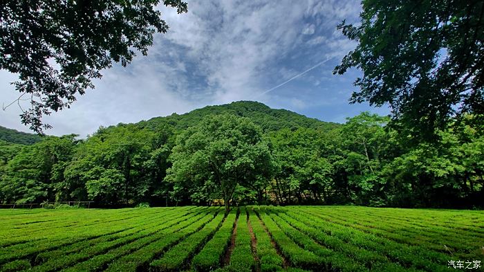 夏日出行独爱杭州的那片绿西湖龙井村