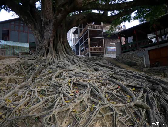 啥是老树盘根 500_wKgH3Fb-MCyAc_K6AAGNxxGb0xc446.jpg