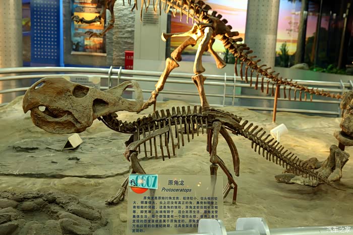 【图】到北京自然博物馆---了解自然知识