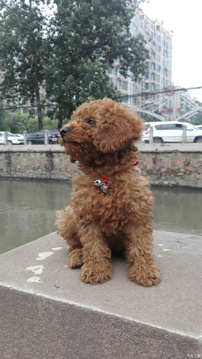 【图】怎样训练小泰迪