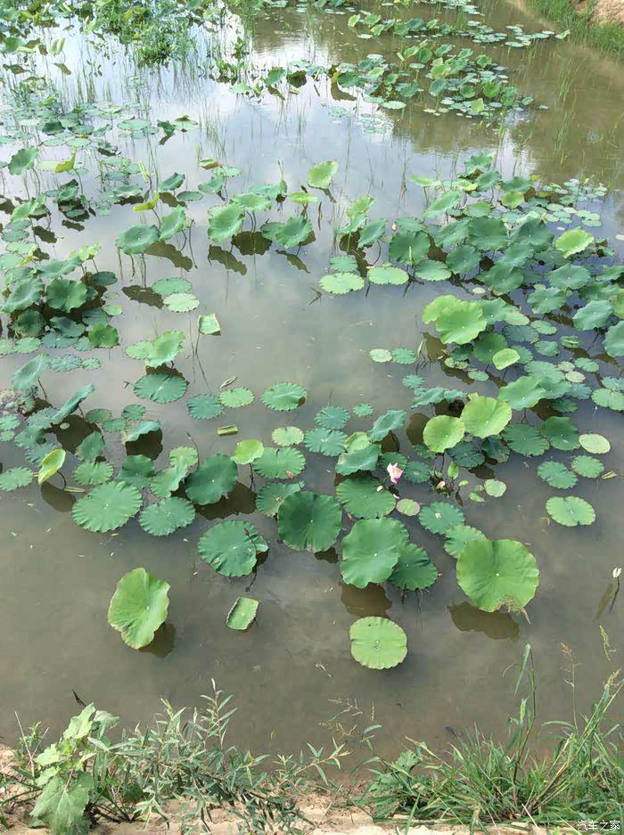 南妮湾简谱_怪鸭历险记南妮图片