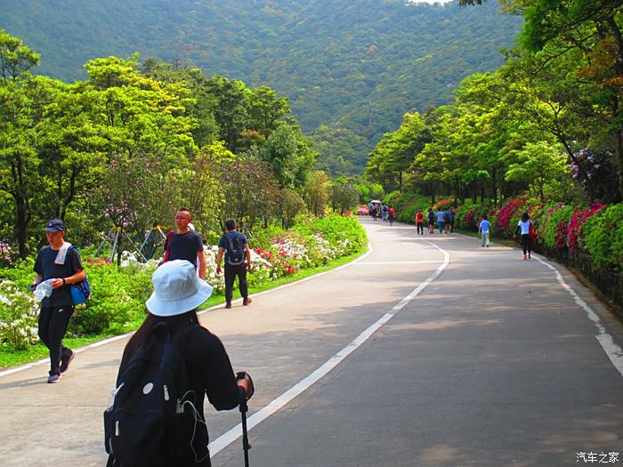 2021深圳市梧桐山第六届毛棉杜鹃花会