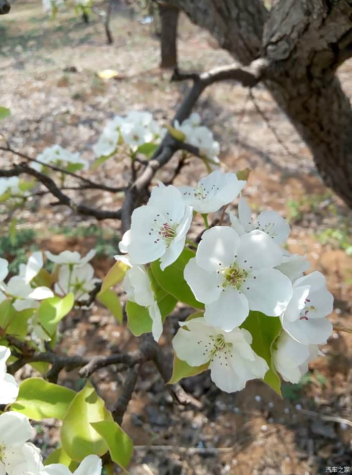 为什么叫一树梨花压海棠 500_wKjB0FcE8NqAWyL6AAOcj5GNWZM627.jpg