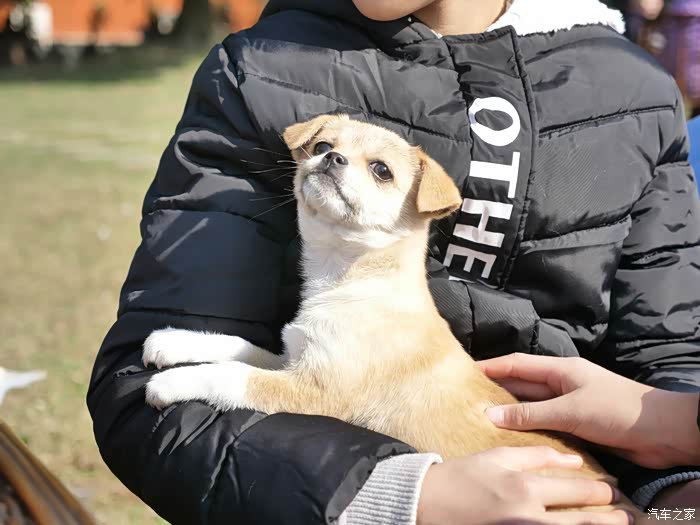 小狗狗躺在小主人怀里,表情如此惬意,它也在享受阳光带来的温暖.