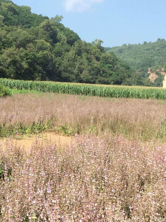 南妮湾简谱_怪鸭历险记南妮图片