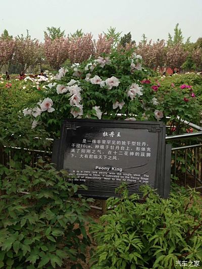 【百花之王】牡丹花下死,做鬼也风流.赏花中之王.求精