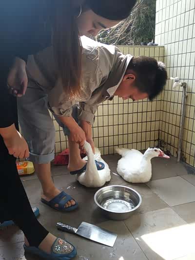 元旦去4s店看车车没买成就杀鸭子