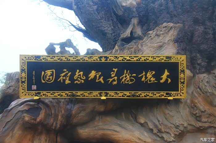 【图】寻根大槐树