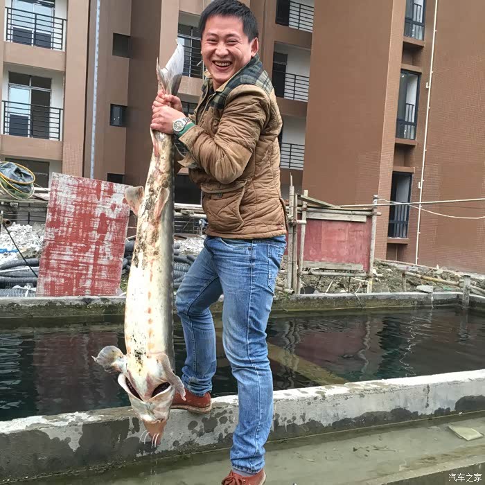 【图】第一次钓鲟鱼。