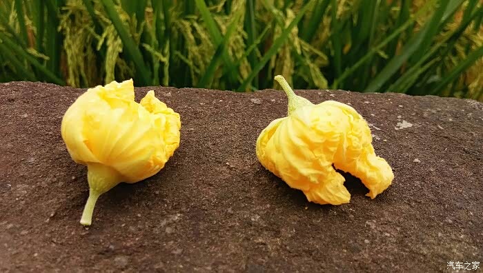 【图】故事的小黄花 从出生那年就飘着 骚蓝G