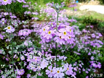 报春花又叫樱草这报春花里种