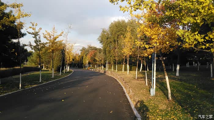 【图】跟踪沈阳长白岛银杏 幼年到少年长的太