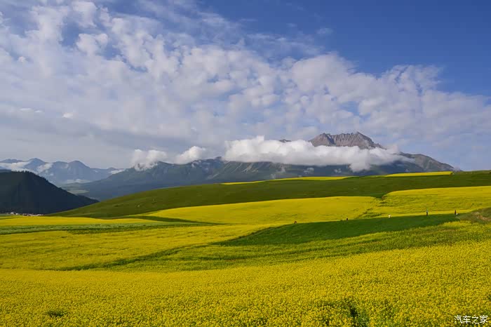 七月是花开的季节漫上个花儿解个心中的忧