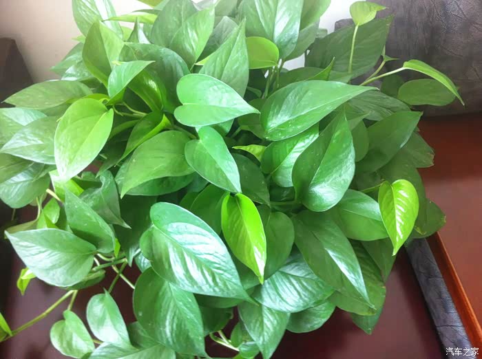 【图】早安.朋友们.美好的又开始了._瑞风S2论