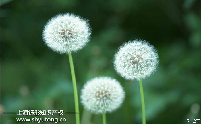 【图】为什么都说狗嘴吐不出象牙呢?_上海论